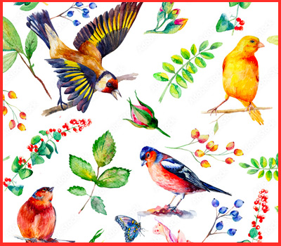 motif-oiseaux-perroquet-colibri-bird.jpg
